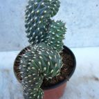 Collecion de quique