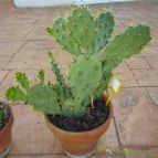Collecion de quique
