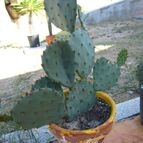 Collecion de quique