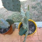 Collecion de quique
