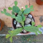 Collecion de quique