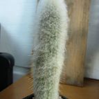 Collecion de quique