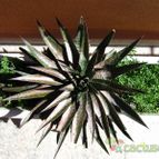 Collecion de quique