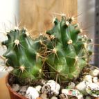 Collecion de quique
