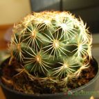 Collecion de quique