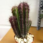 Collecion de quique