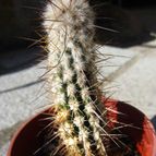 Collecion de quique