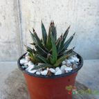 Collecion de quique