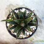 Collecion de quique