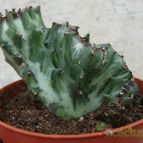 Collecion de quique