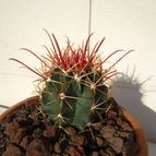 Collecion de quique