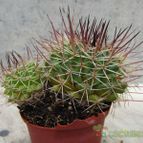 Collecion de quique