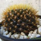 Collecion de quique