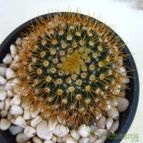 Collecion de quique