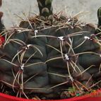 Collecion de quique