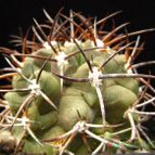 Collecion de quique