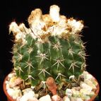 Collecion de quique