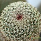 Collecion de qundalini