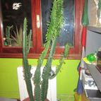 Collecion de rafael garate