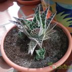 Collecion de raquel25