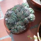 Collecion de raquel25