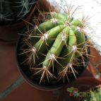 Collecion de raquel25