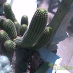 Collecion de rastakat