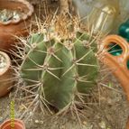 Collecion de rastakat