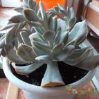 Collecion de raul_cac