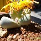 Collecion de rayman