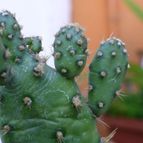 Collecion de renasanpuy