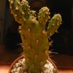 Collecion de renasanpuy