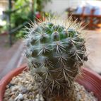 Collecion de renasanpuy