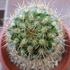 Collecion de renasanpuy