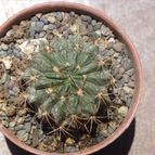 Collecion de renasanpuy