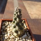 Collecion de renasanpuy