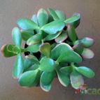 Collecion de rinovietnamita