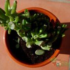 Collecion de rinovietnamita