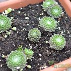 Collecion de romanseo