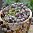 Collecion de romanseo