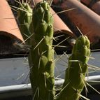 Collecion de romanseo