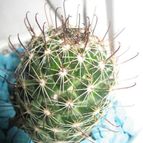 Mammillaria sheldonii