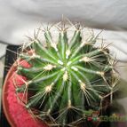 Collecion de romix
