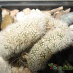 Collecion de romix