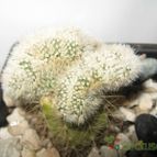 Collecion de romix