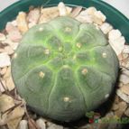 Matucana madisoniorum