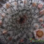 Collecion de rosaicelam