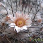 Collecion de rosaicelam