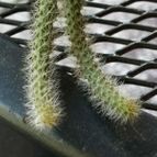 Collecion de rosmy743