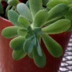 Collecion de rosmy743